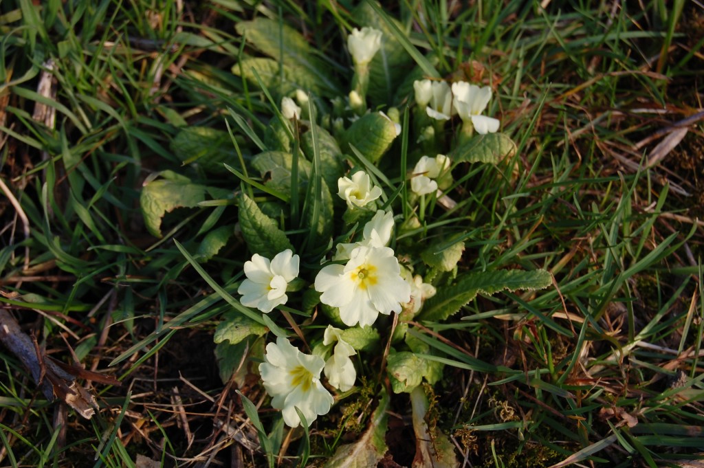 vesela_parcela (2)