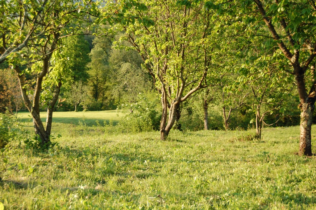 DSC_0543